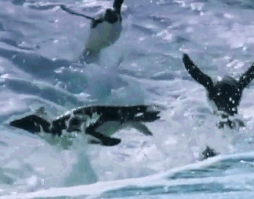 Файл:Антарктида пингвины.gif