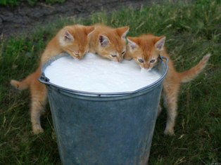 Котята пьют молоко