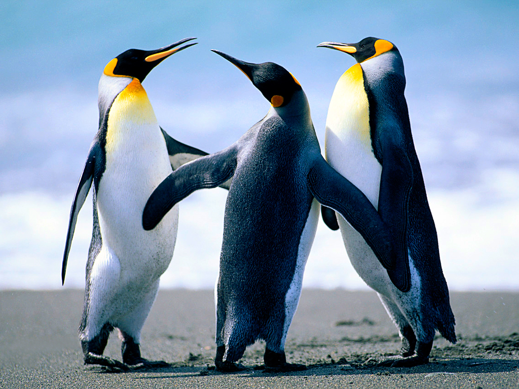 Друзья пингвины.jpg