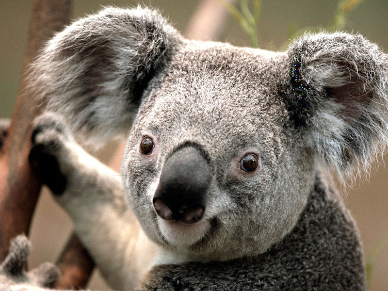 Файл:Koala.jpg