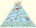 Биологическая пирамида.jpg