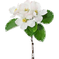 Cvetok-yabloni-apple-flower-tree-leyla-shop-moskva-256.png