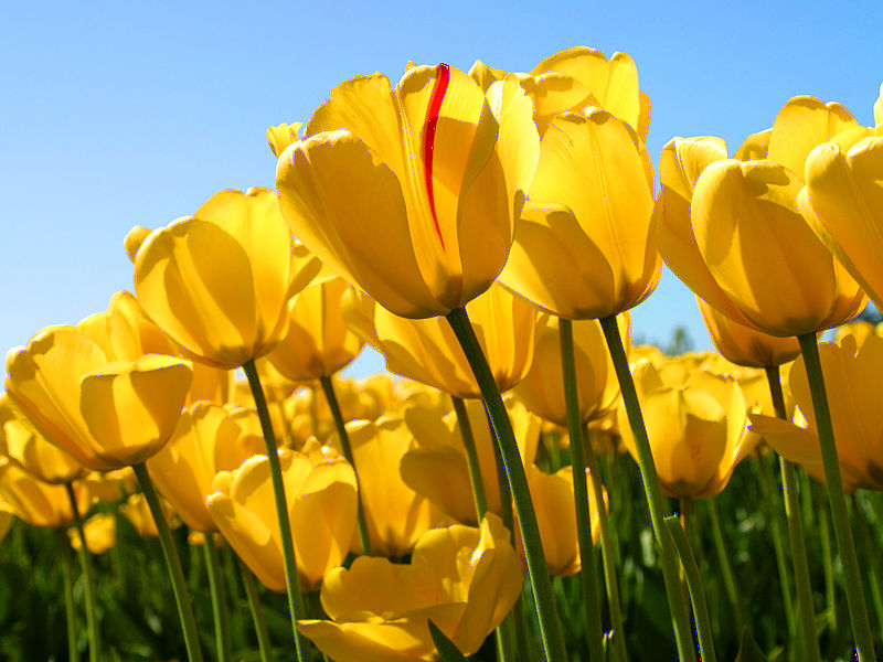 Файл:Tulips.jpg