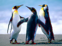 Penguins1.jpg