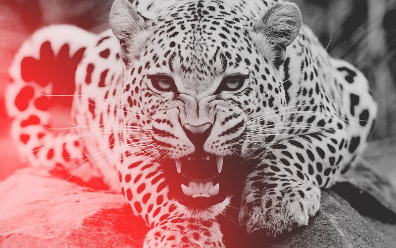 Файл:Leopard aggression teeth face-1040223.jpg