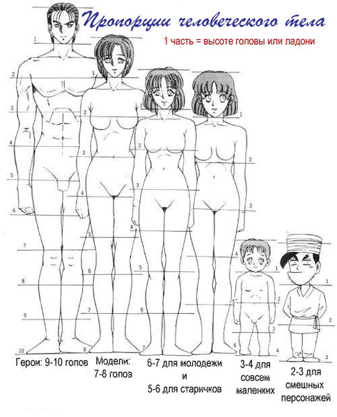 Файл:Пропорции человеческого тела.jpg