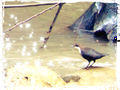 Птица на горной реке.jpg