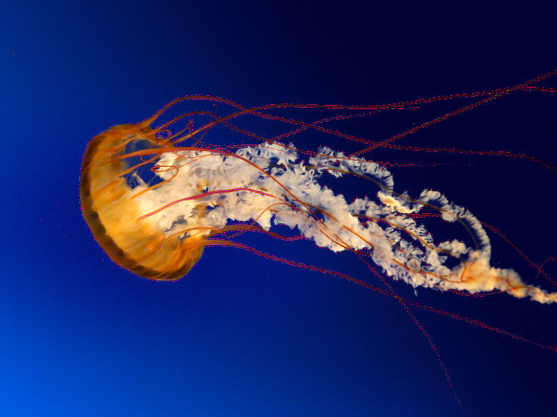 Файл:Мы веселые медузы.jpg