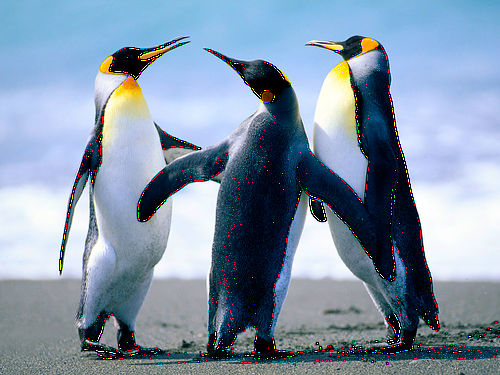 Друзья пингвины.jpg