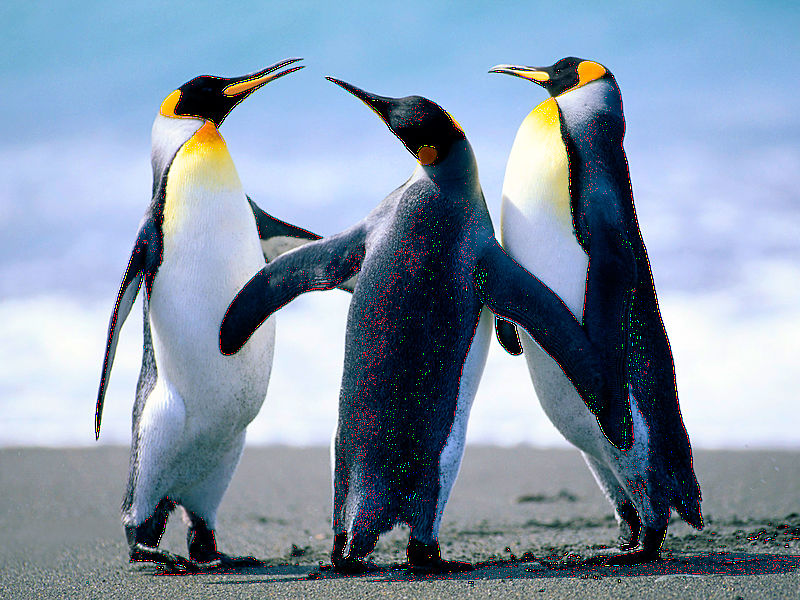 Файл:Друзья пингвины.jpg